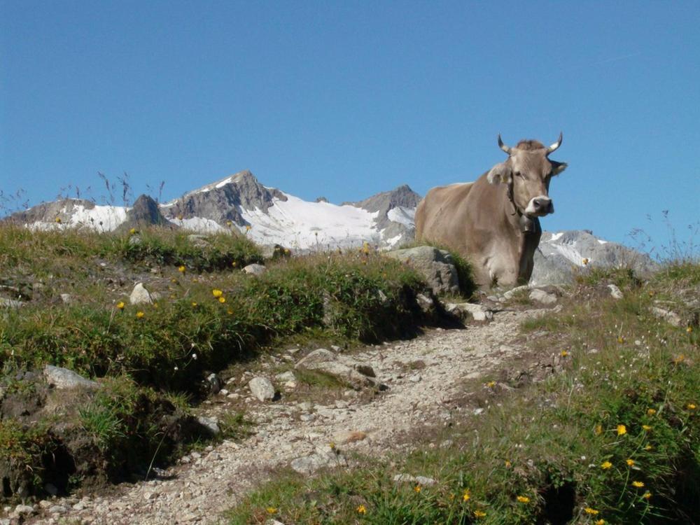 Diese Einfache Unterkunft- Bergheimat Ist Nur Fuer Backpacker- Rucksacktouristen Und Radfahrer - Huettenfeeling Im Backpackerhoues- Ganz Einfach - Ganz Unkompliziert - Ganz Relaxd Villa Linthal Exterior foto